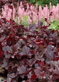 Heuchera  'Obsidian'